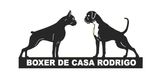 Criador de Boxers en Barcelona, Cachorros Bóxer – Boxer de Casa Rodrigo