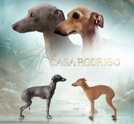 2 GALGOS ITALIANOS (HEMBRAS) DISPONIBLES