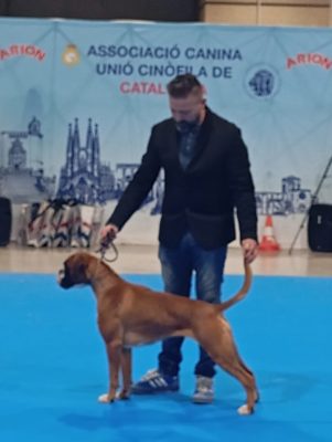 ¡MCJH ERIKA DE CASA RODRIGO CAMPEONA DE CATALUNYA! Exposición Internacional Canina Reus  2026