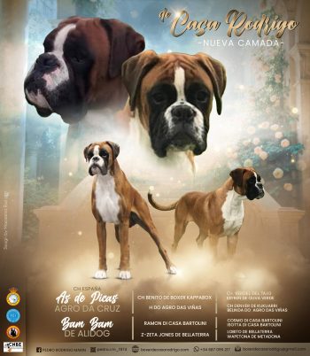 CAMADAF2-CARTEL